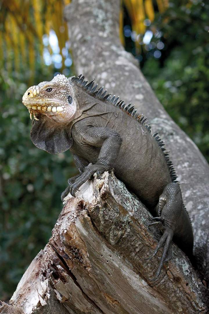 CMJN   1200px Iguana delicatissima in Coulibistrie e04 copie