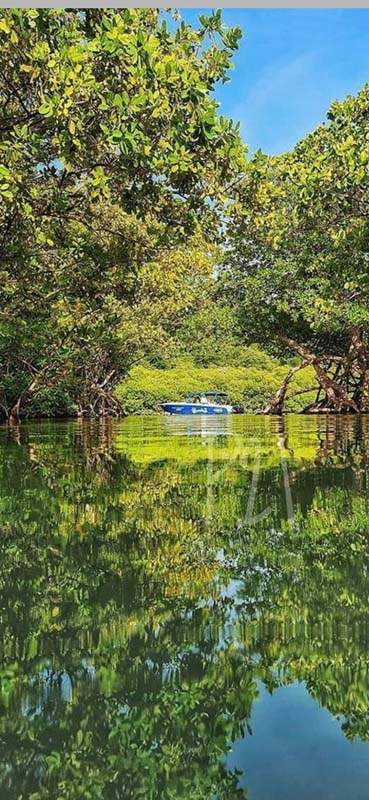 Excursion en bateau Martinique